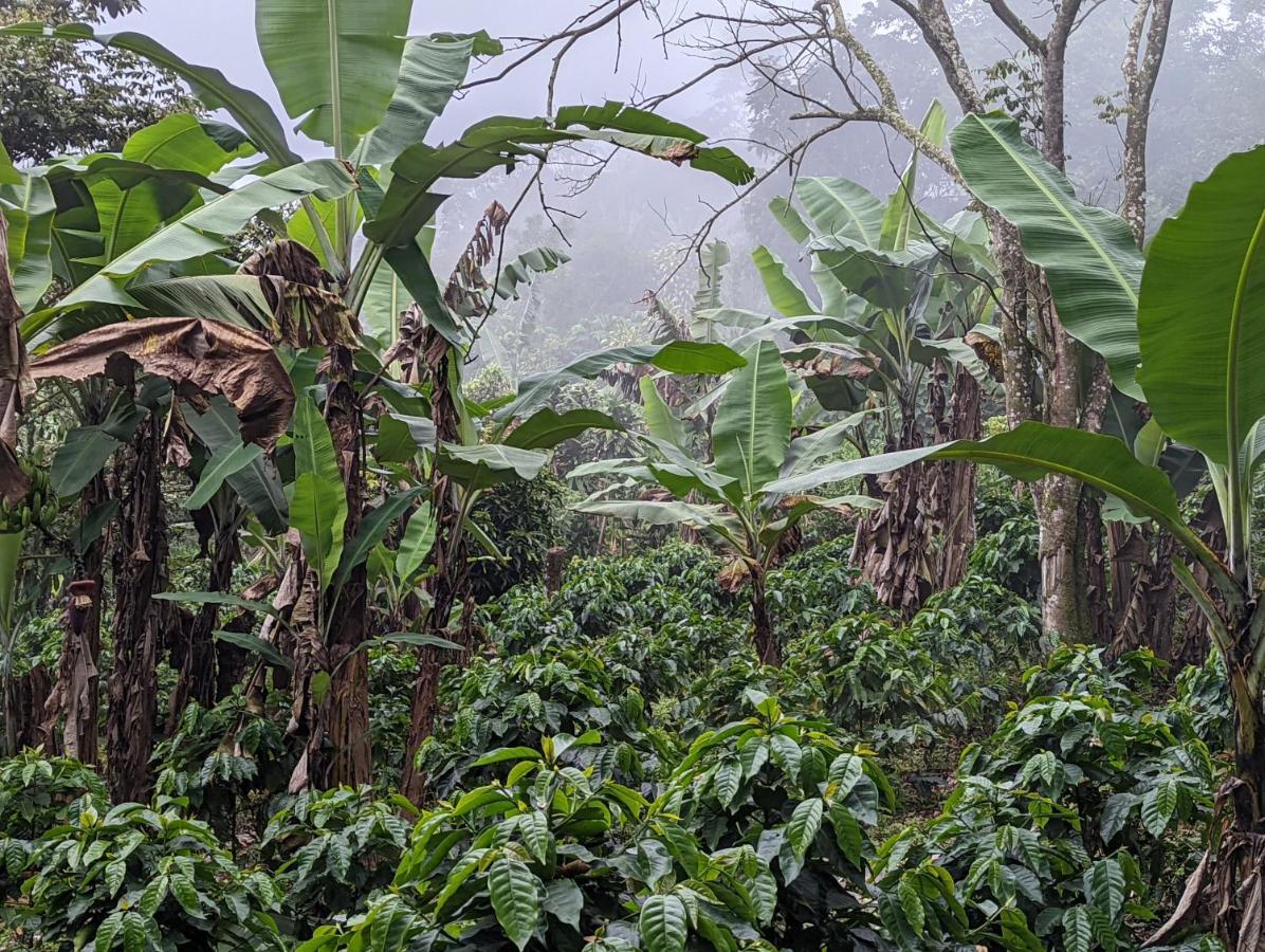 Batsu Ecolodge & Coffee Farm San Ramón Exterior foto